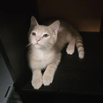 Copper Ridge 56244 -  Domestic Short Hair Cat for Adoption in Eaton Rapids, Michigan - Copper Ridge 56244 | PetCurious