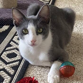 Domestic Short Hair Cats Available for Adoption - Alfred | PetCurious