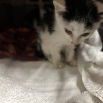 ZIG -  Domestic Short Hair Cat for Adoption in Greensboro, North Carolina - ZIG | PetCurious
