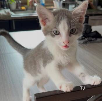 TJ -  Domestic Short Hair Cat for Adoption in Topsham, Maine - TJ | PetCurious