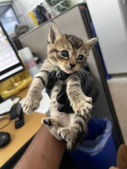 MAPLE -  Domestic Medium Hair Cat for Adoption in Dallas, Texas - MAPLE | PetCurious