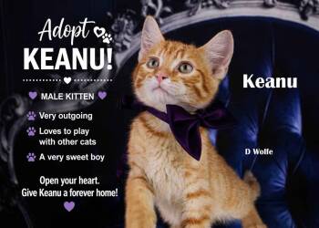 Keanu -  Tabby Cat for Adoption in York, Nebraska - Keanu | PetCurious