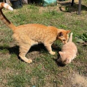 Pumpkin -  Domestic Short Hair Cat for Adoption in Coos Bay, Oregon - Pumpkin | PetCurious