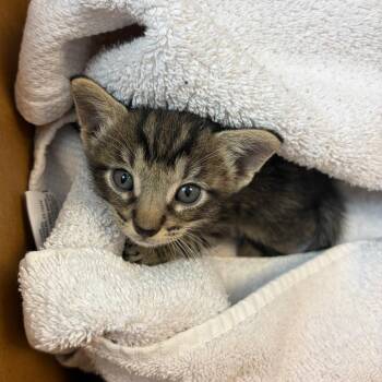 Spicy Pepper 29 -  Domestic Short Hair Cat for Adoption in Austin, Texas - Spicy Pepper 29 | PetCurious