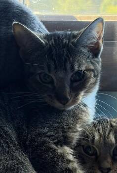 STORMY -  Domestic Short Hair Cat for Adoption in Westminster, Maryland - STORMY | PetCurious