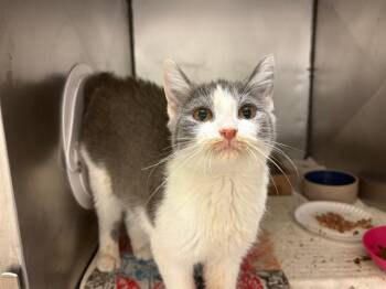 Rescue Domestic Short Hair Cats for Adoption in Fort Wayne, Indiana - GRACIE | PetCurious