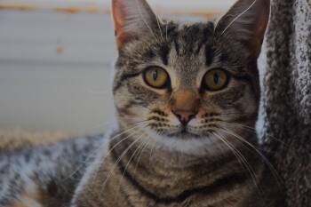 killie -  Domestic Short Hair Cat for Adoption in Claresholm, Alberta - Killie | PetCurious
