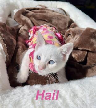 Hail -  Siamese Cat for Adoption in Fresno, California - Hail | PetCurious