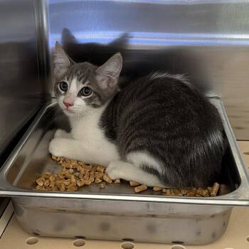 Morgan -  Domestic Short Hair Cat for Adoption in Edinburg, Texas - Morgan | PetCurious
