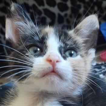 ELARA -  Domestic Short Hair Cat for Adoption in Richmond, California - ELARA | PetCurious