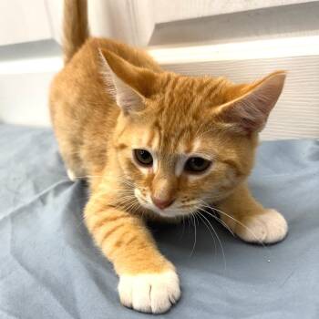 Gibsie -  Domestic Short Hair Cat for Adoption in Medford, Oregon - Gibsie | PetCurious