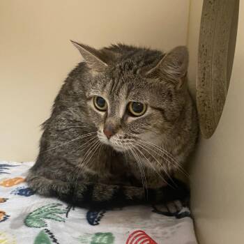 Salty -  American Shorthair Cat for Adoption in Elyria, Ohio - Salty | PetCurious