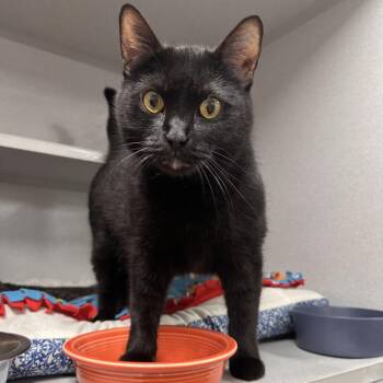 Salem -  Domestic Short Hair Cat for Adoption in Mount Vernon, Indiana - Salem | PetCurious