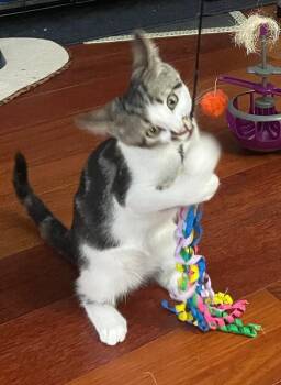 Rainbow Dash -  Domestic Short Hair Cat for Adoption - Rainbow Dash | PetCurious