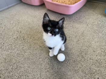Kesha -  Domestic Short Hair Cat for Adoption in Berkeley, California - Kesha | PetCurious