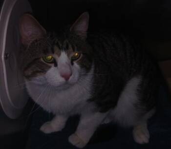 T Rex -  Domestic Short Hair Cat for Adoption - T Rex | PetCurious