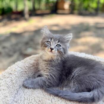 Scone -  Domestic Medium Hair Cat for Adoption in Medford Lakes, New Jersey - Scone | PetCurious