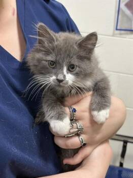 Domestic Medium Hair Cats Available for Adoption - CLOUD | PetCurious