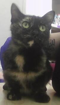Tiana -  Domestic Short Hair Cat for Adoption in Dayton, Minnesota - Tiana | PetCurious