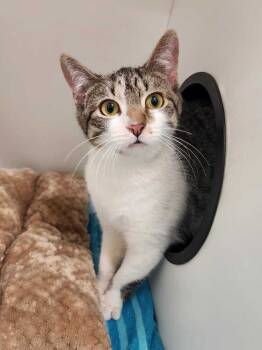 Rescue Domestic Short Hair Cats for Adoption in Elmsford, New York - Oceana | PetCurious