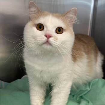 Domestic Medium Hair Cats Available for Adoption in Matteson, Illinois - Casper | PetCurious