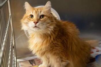 Edwin -  Domestic Medium Hair and Domestic Short Hair Cat for Adoption in Golden Valley, Minnesota - Edwin | PetCurious