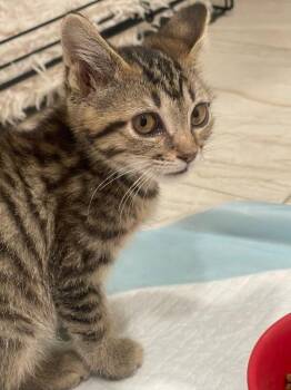 Samantha -  Domestic Short Hair Cat for Adoption in Cincinnati, Ohio - Samantha | PetCurious