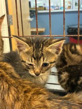 A137079 -  Domestic Short Hair Cat for Adoption in Palmetto, Florida - A137079 | PetCurious