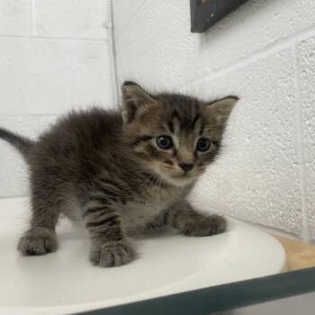 Domestic Short Hair Cats Available for Adoption in Edinburg, Texas - Yummie Y1 | PetCurious