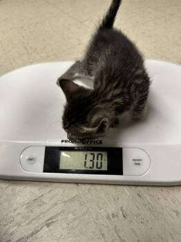 Rescue Domestic Short Hair Cats for Adoption in Stockton, California - HARRY | PetCurious