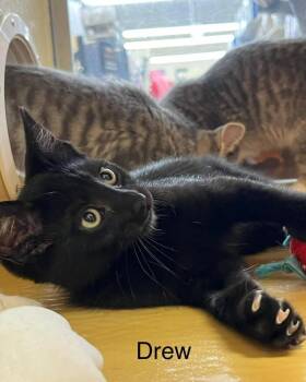 Drew -  Domestic Short Hair Cat for Adoption in Hazlet, New Jersey - Drew | PetCurious