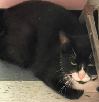 SAM -  Domestic Short Hair Cat for Adoption in Muskegon, Michigan - SAM | PetCurious