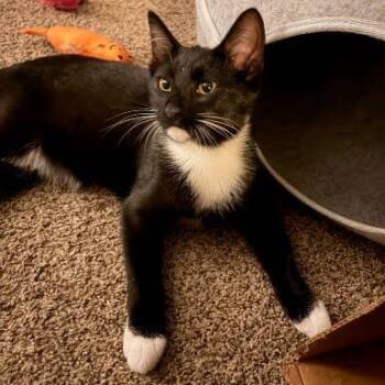 James -  Tuxedo and Domestic Short Hair Cat for Adoption in Sacramento, California - James | PetCurious