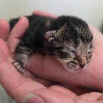 Domestic Short Hair Cats Available for Adoption in South Elgin, Illinois - Matcha | PetCurious