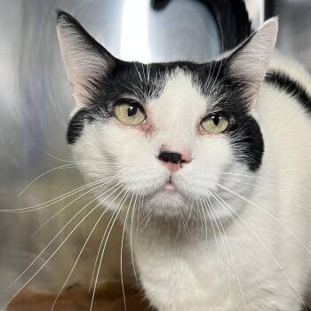Tom -  Domestic Short Hair Cat for Adoption in Palm Springs, California - Tom | PetCurious