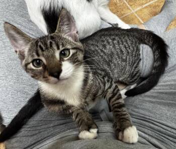 Brimble -  Domestic Short Hair Cat for Adoption in Scranton, Pennsylvania - Brimble | PetCurious