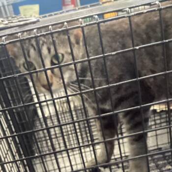 Montgomery Kitty 115 -  Domestic Short Hair Cat for Adoption in Montgomery, Alabama - Montgomery Kitty 115 | PetCurious