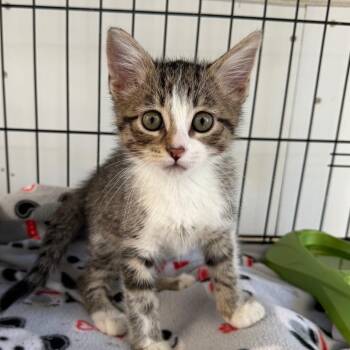Mars -  Domestic Short Hair Cat for Adoption in Riverwoods, Illinois - Mars | PetCurious