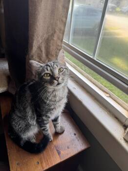 Rescue Domestic Short Hair Cats for Adoption in Greenville, South Carolina - Chrissy | PetCurious