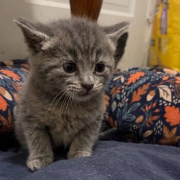 David -  Domestic Short Hair Cat for Adoption in Mount Vernon, Indiana - David | PetCurious
