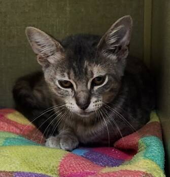 Rescue Domestic Short Hair Cats for Adoption in Tyler, Texas - Julie-7324 | PetCurious