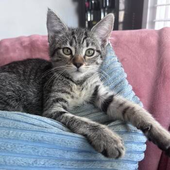 Pepita -  Domestic Short Hair Cat for Adoption in Lakewood, California - Pepita | PetCurious