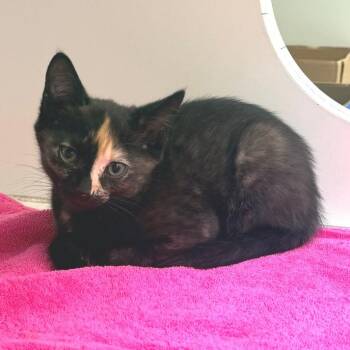 Cupcake -  Domestic Short Hair Cat for Adoption in Cheyenne, Wyoming - Cupcake | PetCurious