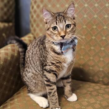 Sniff -  Domestic Short Hair Cat for Adoption in Endicott, New York - Sniff | PetCurious