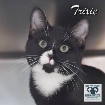 Trixie -  Domestic Short Hair Cat for Adoption in Middle Township, New Jersey - Trixie | PetCurious