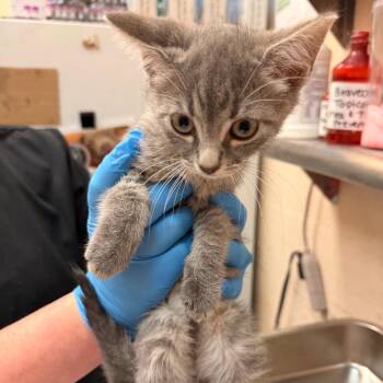 Lettie -  Domestic Short Hair Cat for Adoption in Birmingham, Alabama - Lettie | PetCurious