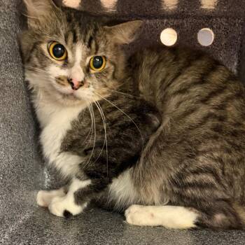 Copper -  Domestic Short Hair Cat for Adoption in Birmingham, Alabama - Copper | PetCurious