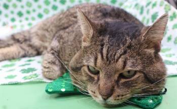 Domestic Short Hair Cats Available for Adoption - LION | PetCurious