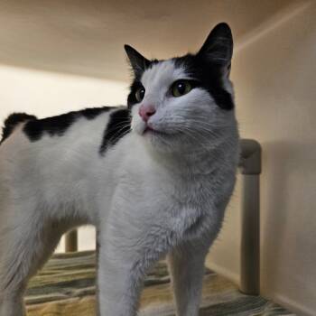 Rescue Domestic Long Hair Cats for Adoption in Harrisonburg, Virginia - Bastion | PetCurious