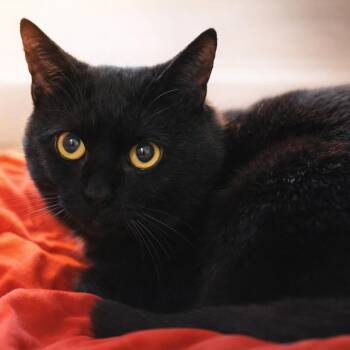 Domestic Short Hair Cats Available for Adoption - Totino | PetCurious